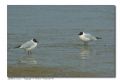 Larus melanocephalus